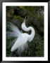 Great Egret Exhibiting Sky Pointing On Nest, St. Augustine, Florida, Usa by Jim Zuckerman Limited Edition Print