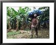 Worker At A Banana Plantation Near Le Francois, Martinique, Lesser Antilles by Yadid Levy Limited Edition Print