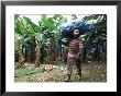 Worker At A Banana Plantation Near Le Francois, Martinique, Lesser Antilles by Yadid Levy Limited Edition Pricing Art Print