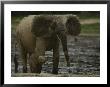 A Young Female Forest Elephant Stands With Her Calf by Michael Fay Limited Edition Pricing Art Print