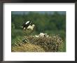 White Stork Bringing Building Material To Her Nest Of Chicks by Klaus Nigge Limited Edition Print