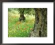 Wild Flowers In Olive Grove, Skiathos, Greece by Ian West Limited Edition Print