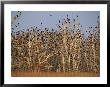 Cormorant Rookery, Wattenmeer National Park, Germany by Norbert Rosing Limited Edition Print