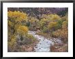 Virgin River And Fremont Cottonwoods, Zion National Park, Utah, Usa by Jamie & Judy Wild Limited Edition Print