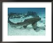 Leopard Shark, Male Swimming Over Ocean Floor, New Caledonia by Tobias Bernhard Limited Edition Print