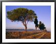Landscape With Cypress Trees And Parasol Pines, Province Of Siena, Tuscany, Italy, Europe by Bruno Morandi Limited Edition Print
