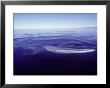 Fin Whale, Surfacing To Breathe, Sea Of Cortez by Mark Jones Limited Edition Print