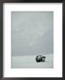 A Snow-Covered American Bison Stands On A Snowy Plain by Michael S. Quinton Limited Edition Print