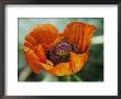 Close View Of An Opium Poppy Blossom by Darlyne A. Murawski Limited Edition Print