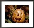 The Toothy Grin Of A Halloween Jack-O-Lantern With Seasonal Backdrop by Stephen St. John Limited Edition Pricing Art Print