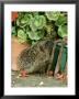 Hedgehog, Climbing Up Into Flower Container by Mark Hamblin Limited Edition Print
