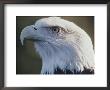 A Close View Of The Head Of An American Bald Eagle by Joel Sartore Limited Edition Pricing Art Print