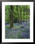 Bluebells In Deciduous Woodland, Uk by Mark Hamblin Limited Edition Print