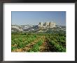 Vineyards Of The Terra Alta, Near Tarragona, Catalonia, Spain by Michael Busselle Limited Edition Print