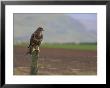 Buzzard (Buteo Buteo), Captive, United Kingdom, Europe by Ann & Steve Toon Limited Edition Print