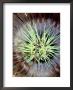 Sea Anemone, Komodo, Indonesia by Mark Webster Limited Edition Print