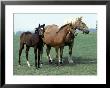 Three Horses, Kinghaven Farms, King City, Canada by Ralph Reinhold Limited Edition Print