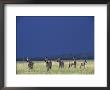 Plains Zebras In Chobe National Park by Beverly Joubert Limited Edition Print