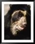 Spectacled Bear, Tremarctos Ornatus by Mark Newman Limited Edition Print
