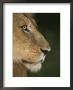 Lion (Panthera Leo), Kruger National Park, South Africa, Africa by Ann & Steve Toon Limited Edition Print