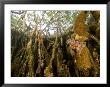 Rich Invertebrate Life Growing Underwater On Red Mangrove Roots, Belize by Tim Laman Limited Edition Pricing Art Print