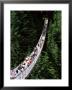 The Capilano Suspension Bridge, Vancouver, British Columbia (B.C.), Canada, North America by Ruth Tomlinson Limited Edition Print