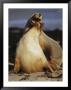 A Bull Australian Sea Lion Play Fights And Serenades His Mate by Jason Edwards Limited Edition Print