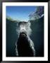 Manatee Surfacing For Air by Timothy O'keefe Limited Edition Print