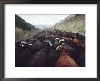 Cattle Travel From The Continental Divide, Where The Herd Grazed All Summer, To The Lemhi Valley by Joel Sartore Limited Edition Print