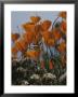 California Poppies by Marc Moritsch Limited Edition Print