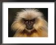 Golden Langur, Face On Head Portrait, India by Anup Shah Limited Edition Print