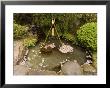 Cherry Blossom Petals In Water Fountain, Kamakura City, Kanagawa Prefecture, Honshu Island, Japan by Christian Kober Limited Edition Print