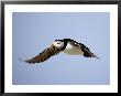 Puffin, Farne Islands, June by David Tipling Limited Edition Print