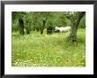 Wildflower In Olive Grove With Donkey, Greece by Ian West Limited Edition Print