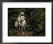 Pair Of Great Blue Herons Protect The Young In Their Nest by Klaus Nigge Limited Edition Print