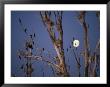 Roosting Cormorants In A Tree With Moon In Sky by Norbert Rosing Limited Edition Print