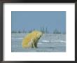 A Female Polar Bear Looks Affectionately Toward Her Cub by Norbert Rosing Limited Edition Print