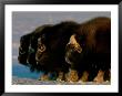 Side View Of A Herd Of Muskoxen In A Defending Ring Formation by Norbert Rosing Limited Edition Print