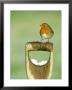 Robin, Fork Handle, Kent, Uk by David Tipling Limited Edition Print