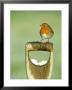 Robin, Fork Handle, Kent, Uk by David Tipling Limited Edition Print