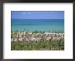 Palm Trees On Sand Dunes, Pitangui, Natal, Rio Grande Do Norte State, Brazil, South America by Sergio Pitamitz Limited Edition Print