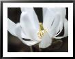 Magnolia Stellata, Close-Up Of White Flower by Hemant Jariwala Limited Edition Print