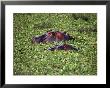 Hippos In Swamp, Masai Mara Game Reserve, Kenya by Michele Burgess Limited Edition Print