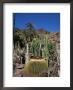Cacti, Palmitos Ornithological Park, Maspalomas, Gran Canaria, Canary Islands, Spain by Philip Craven Limited Edition Print