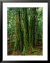 Myrtle Beech (Nothofagus Cunninghamii) In Mersey Valley Rainforest, Tasmania, Australia by Rob Blakers Limited Edition Print