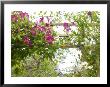 Clematis Etoile Violette, Pink Flowers Climbing Over Trellis Fence by Mark Bolton Limited Edition Print