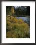 Grasses Along Merced River In Autumn In Yosemite National Park, California by Phil Schermeister Limited Edition Print