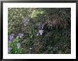 Violets Grow Amid A Clump Of Japanese Maple Leaves by Darlyne A. Murawski Limited Edition Print