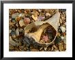 Close View Of Surf-Shattered Shell Shards Along The Shore by Stephen St. John Limited Edition Pricing Art Print