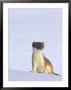 Short-Tailed Weasel Caught By An Early Snow In Its Summer Colors by Paul Nicklen Limited Edition Print